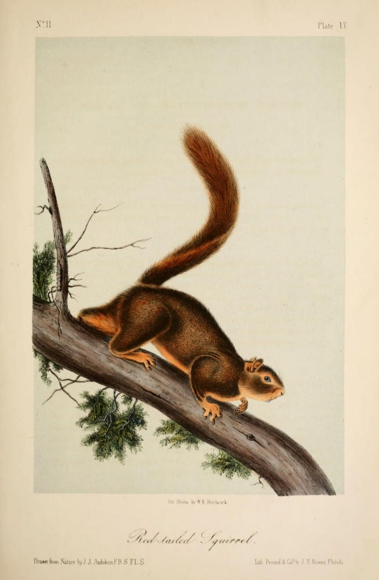 Quadrupeds of N America 1851 Red-tailed Squirrel Canvas Art - JJ Audubon (24 x 36)