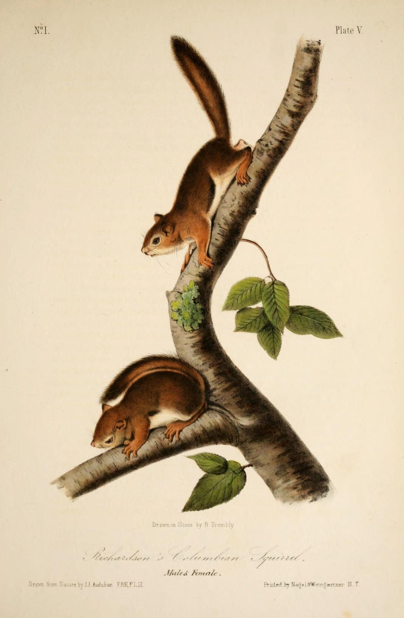 Quadrupeds of N America 1851 Richardsons Columbian Squirrel Canvas Art - JJ Audubon (24 x 36)
