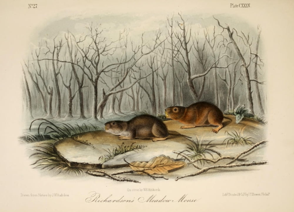 Quadrupeds of N America 1851 Richardsons Meadow Mouse Canvas Art - JW Audubon (18 x 24)