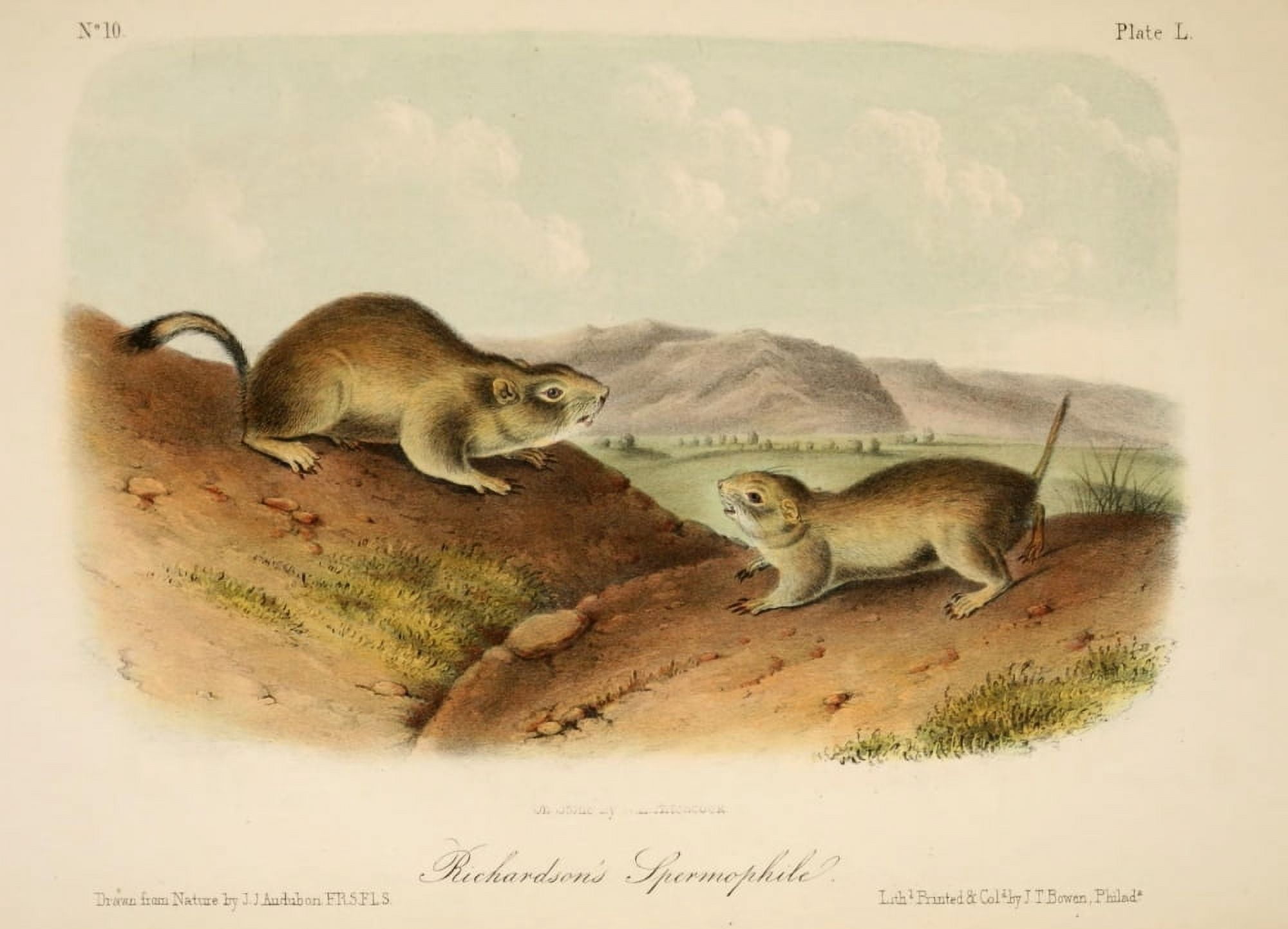 Quadrupeds of N America 1851 Richardsons Spermophile Canvas Art - JJ Audubon (24 x 36)