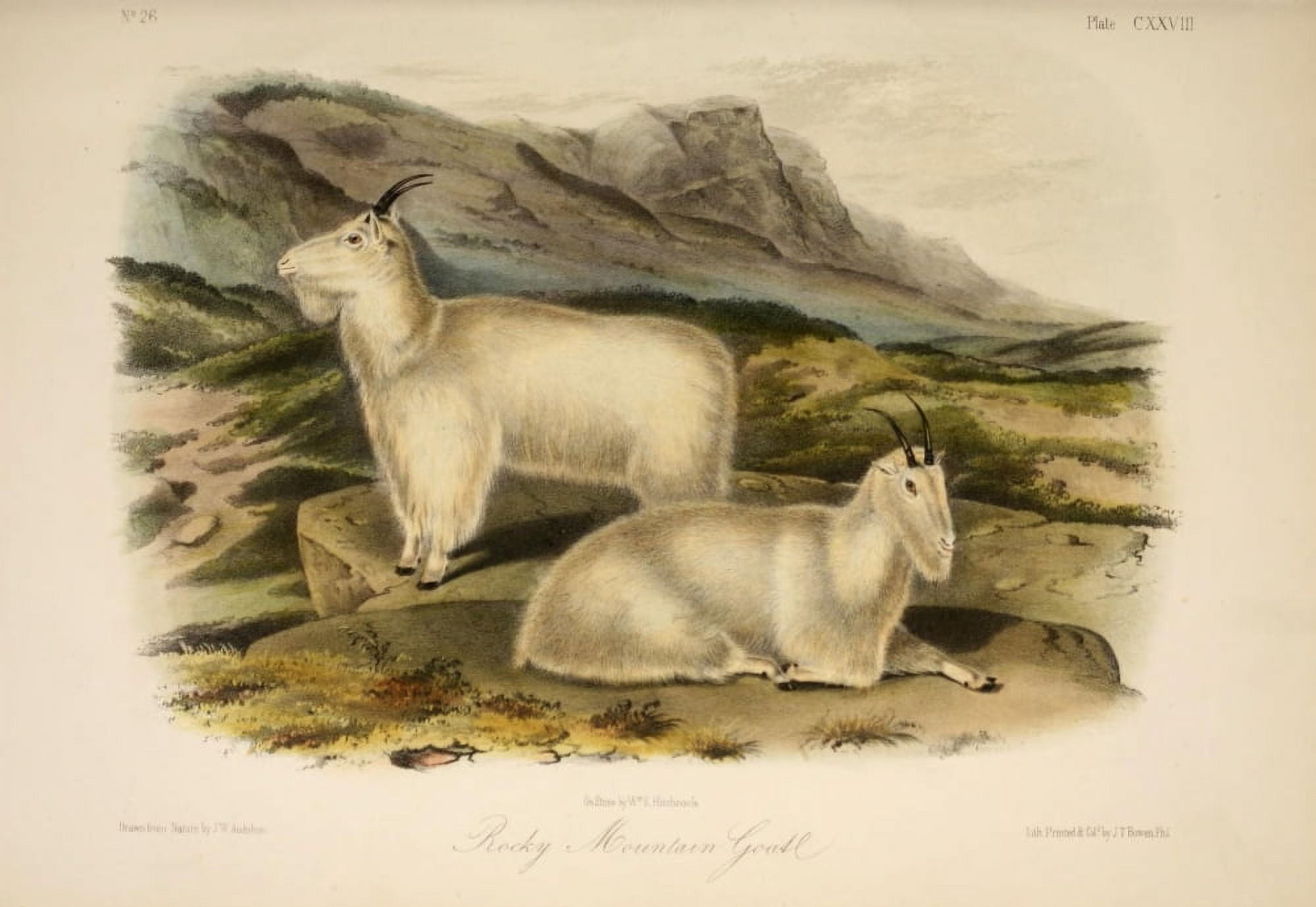 Quadrupeds of N America 1851 Rocky Mountain Goat Canvas Art - JW Audubon (24 x 36)