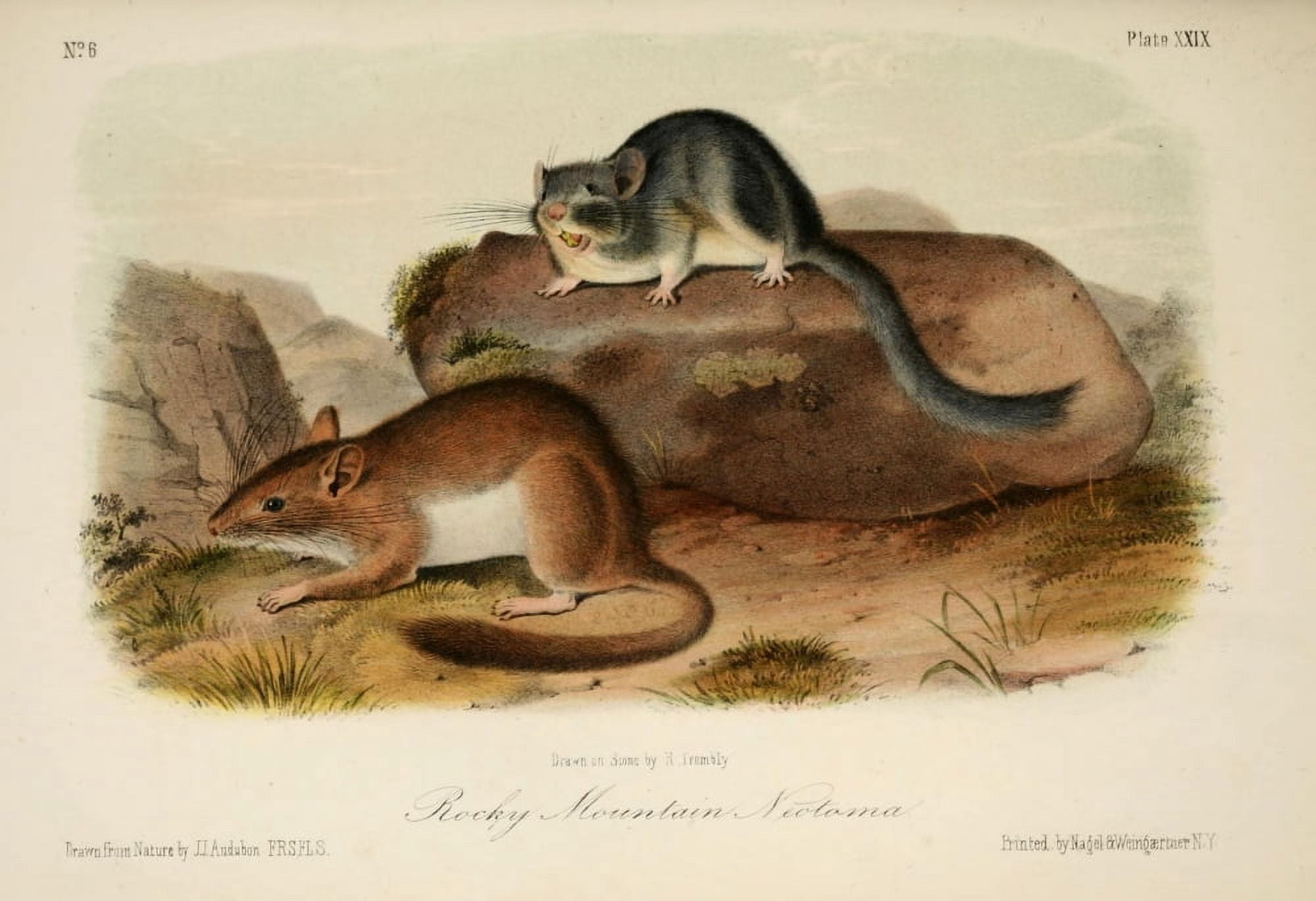 Quadrupeds of N America 1851 Rocky Mountain Neotoma Canvas Art - JJ Audubon (24 x 36)