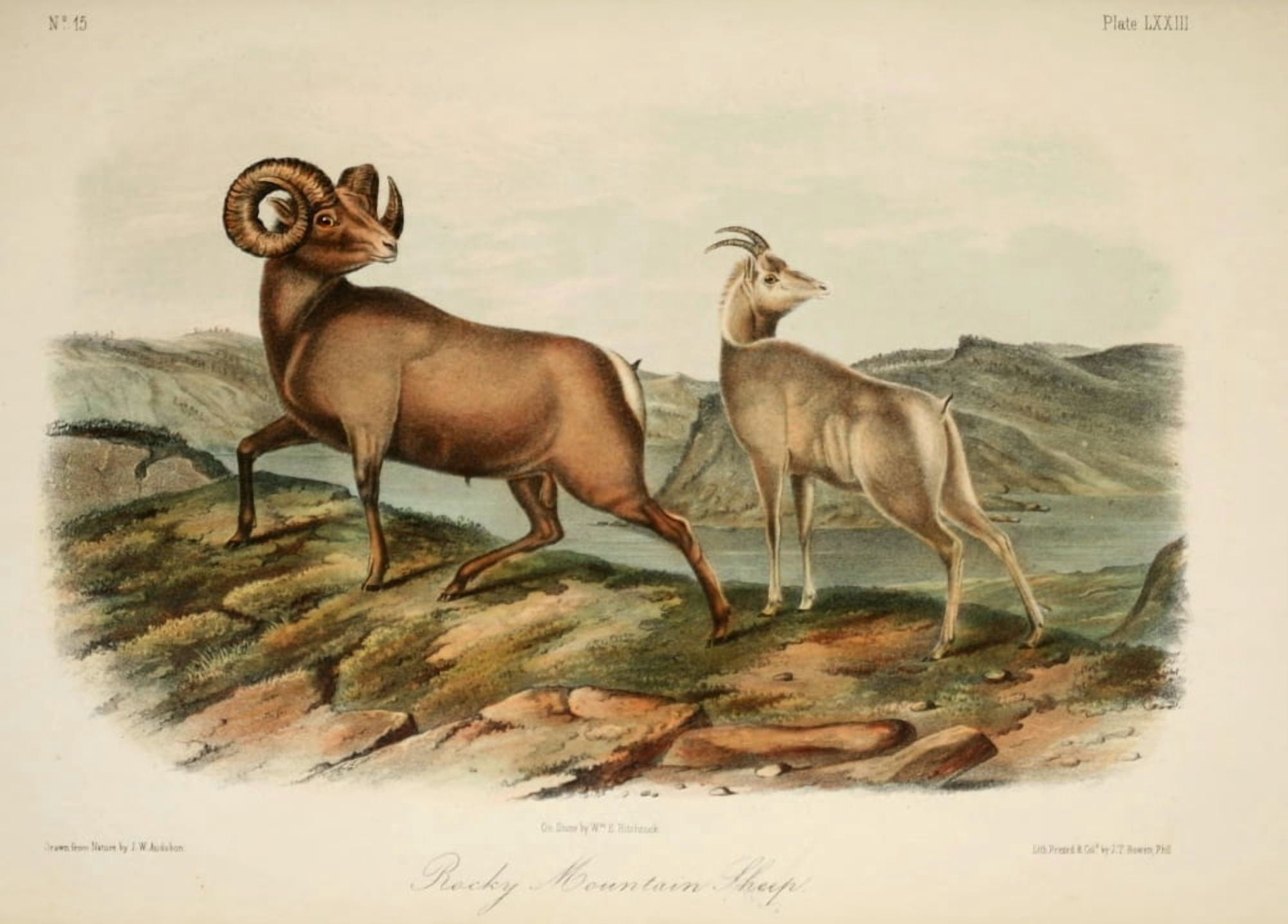 Quadrupeds of N America 1851 Rocky Mountain Sheep Canvas Art - JW Audubon (24 x 36)