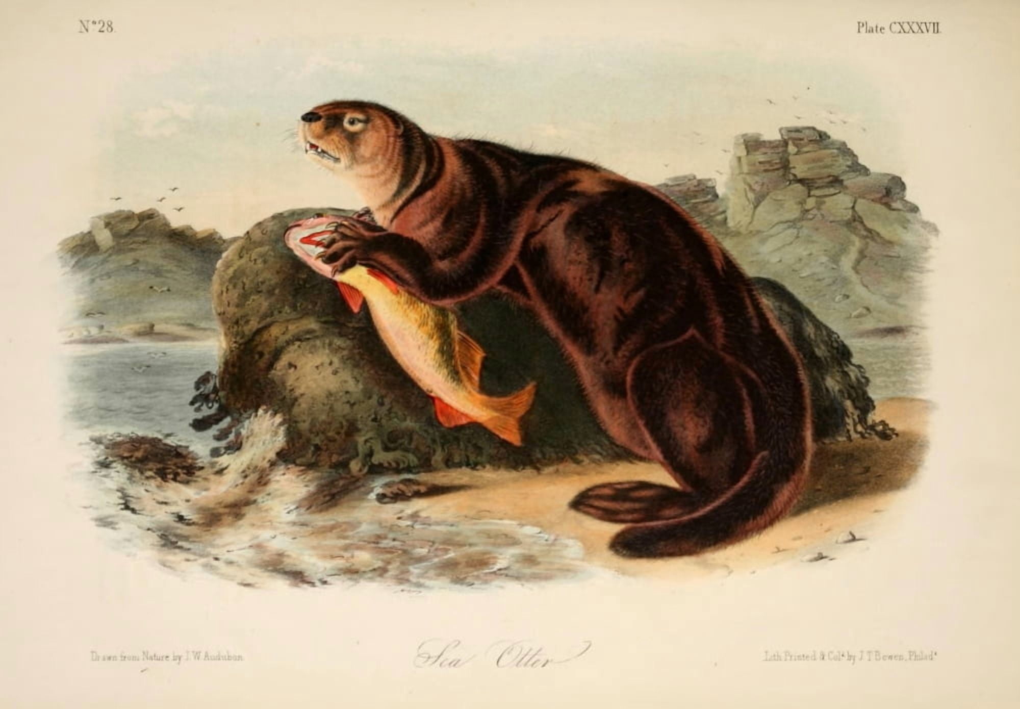 Quadrupeds of N America 1851 Sea Otter Canvas Art - JW Audubon (18 x 24)