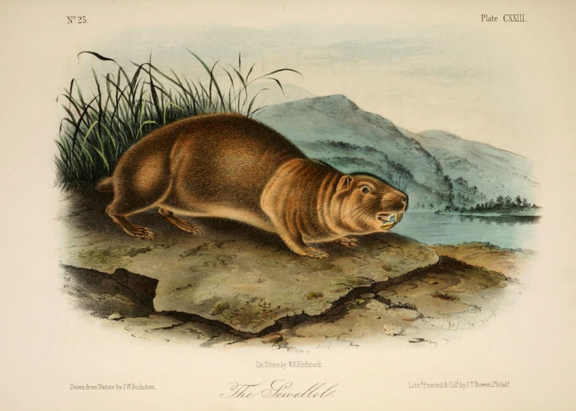 Quadrupeds of N America 1851 Sewllel Canvas Art - JW Audubon (24 x 36)
