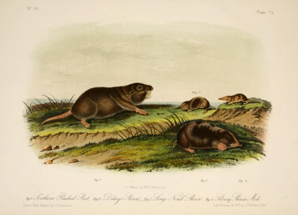 Quadrupeds of N America 1851 Southern Pouched Rat Canvas Art - JW Audubon (18 x 24)