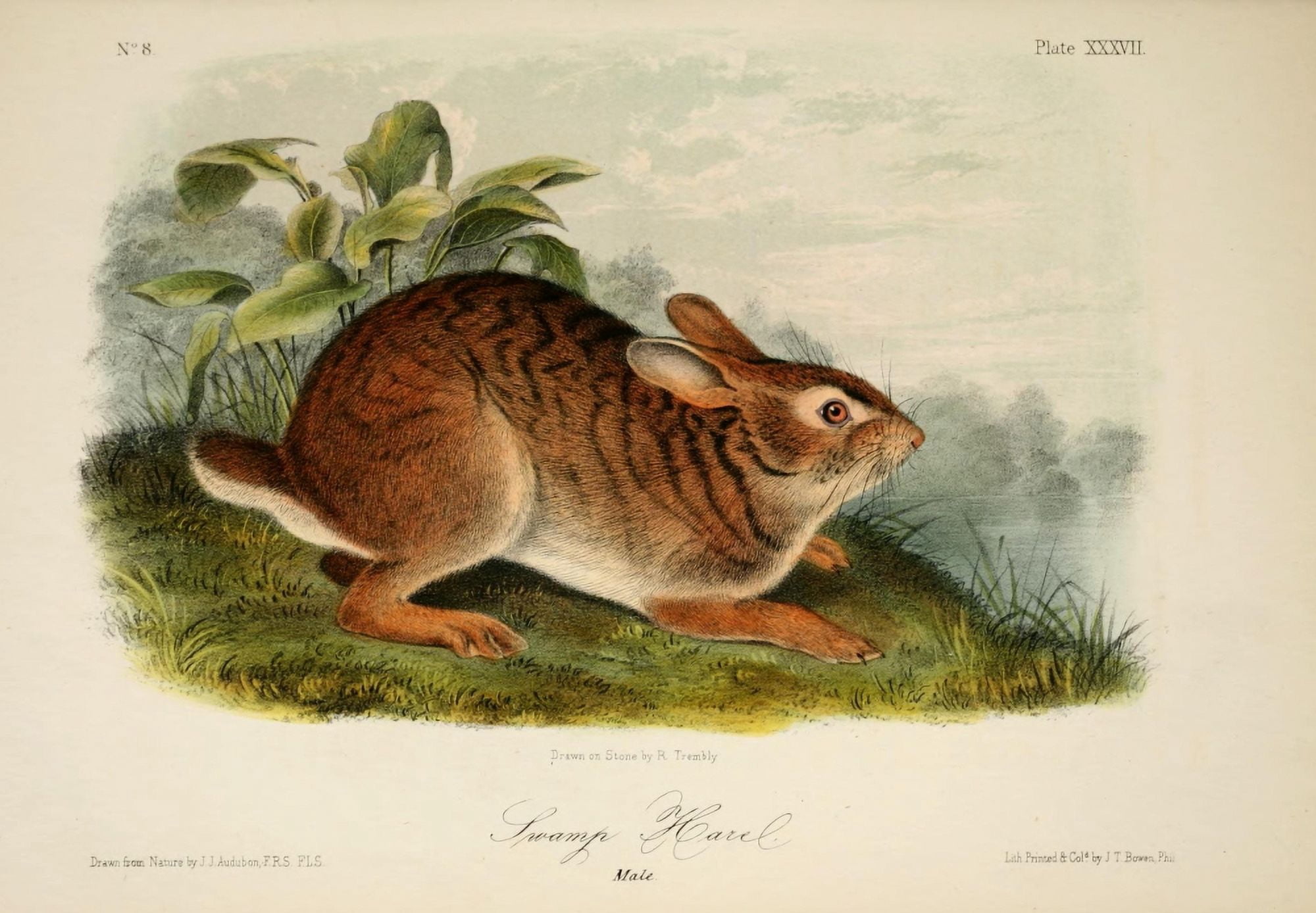 Quadrupeds of N America 1851 Swamp Hare Canvas Art - JJ Audubon (18 x 24)