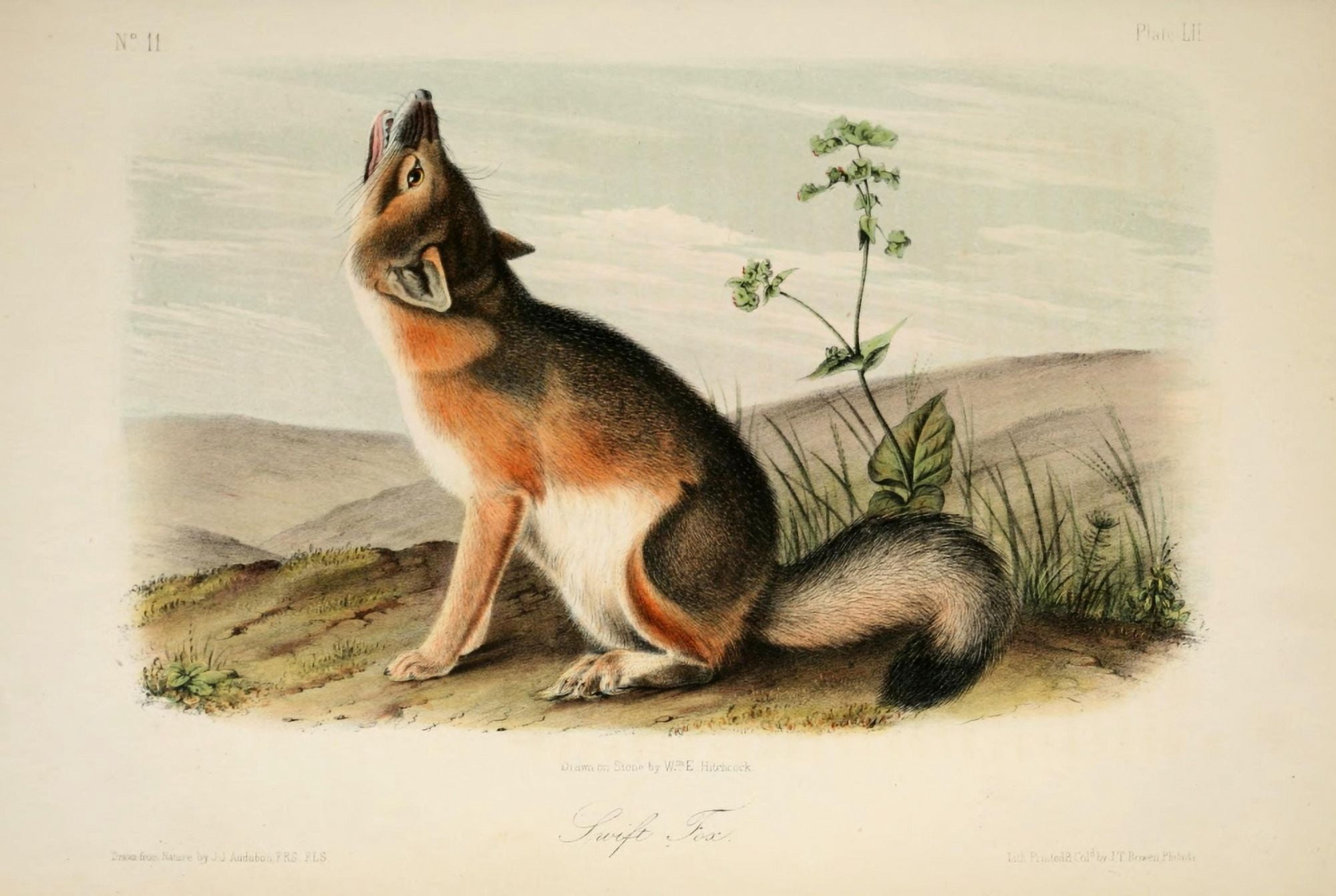 Quadrupeds of N America 1851 Swift Fox Canvas Art - JJ Audubon (24 x 36)