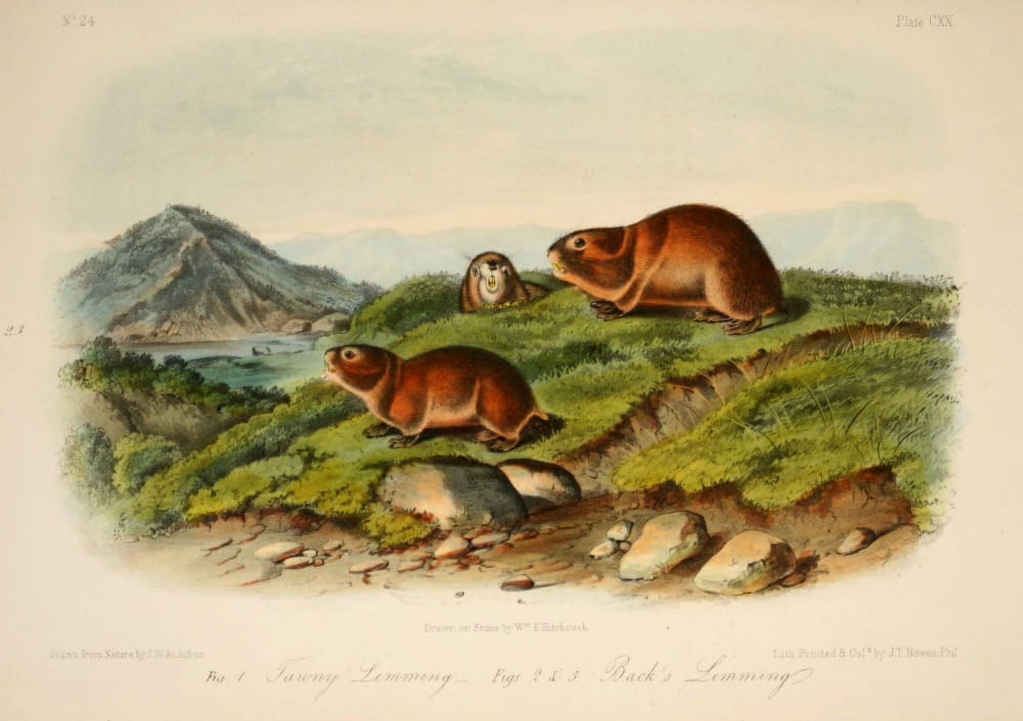 Quadrupeds of N America 1851 Tawny Lemming Canvas Art - JW Audubon (24 x 36)