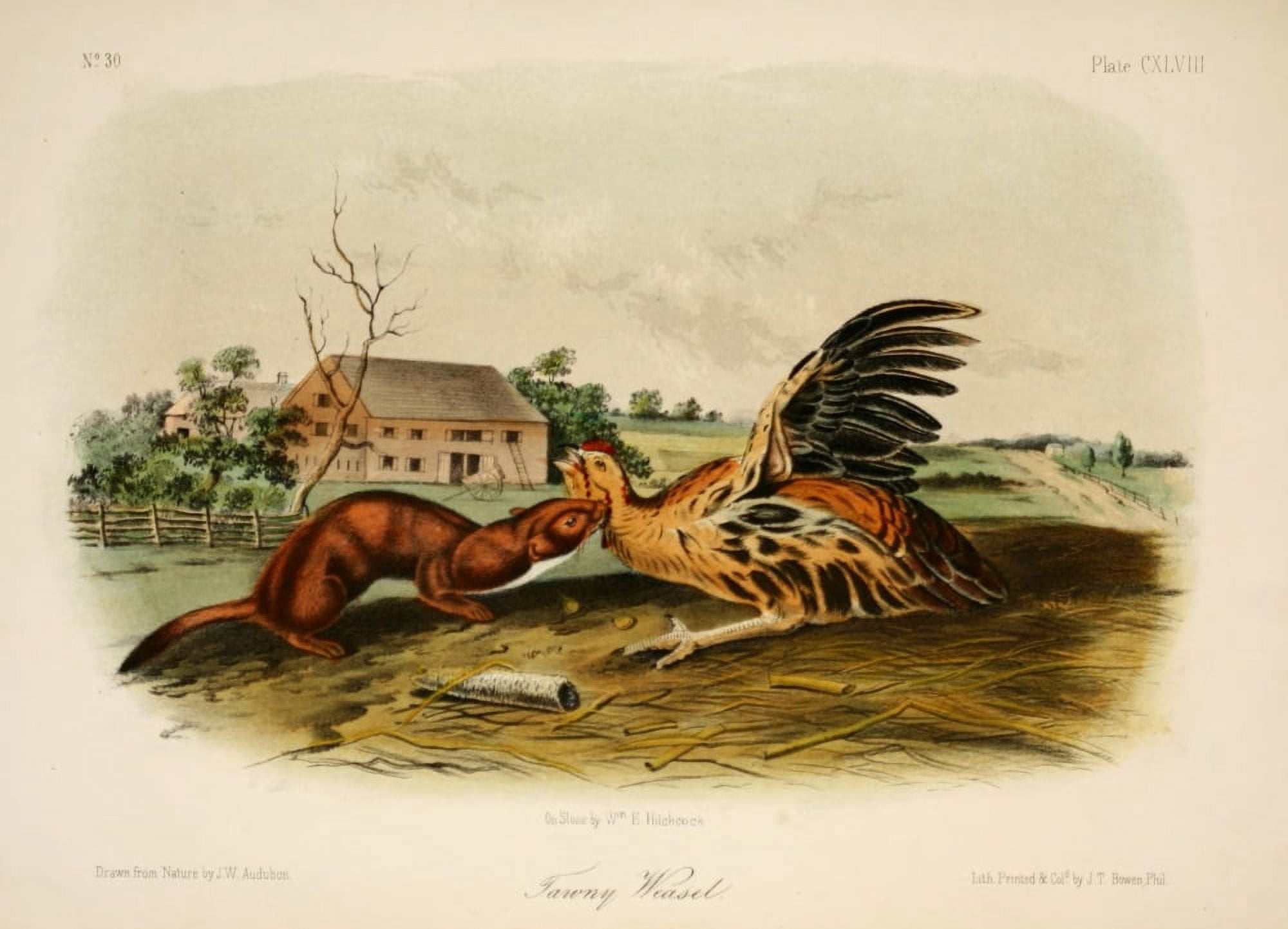 Quadrupeds of N America 1851 Tawny Weasel Canvas Art - JW Audubon (24 x 36)