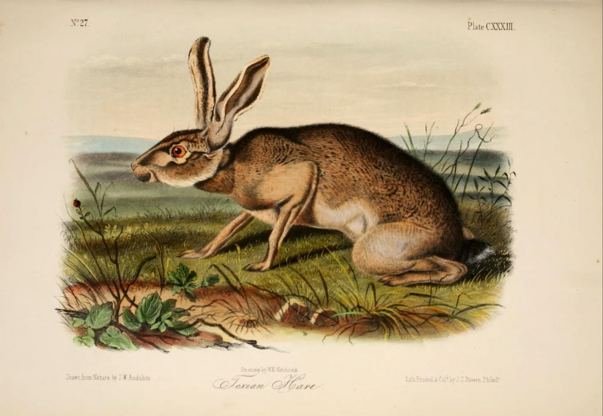 Quadrupeds of N America 1851 Texan Hare Canvas Art - JW Audubon (18 x 24)