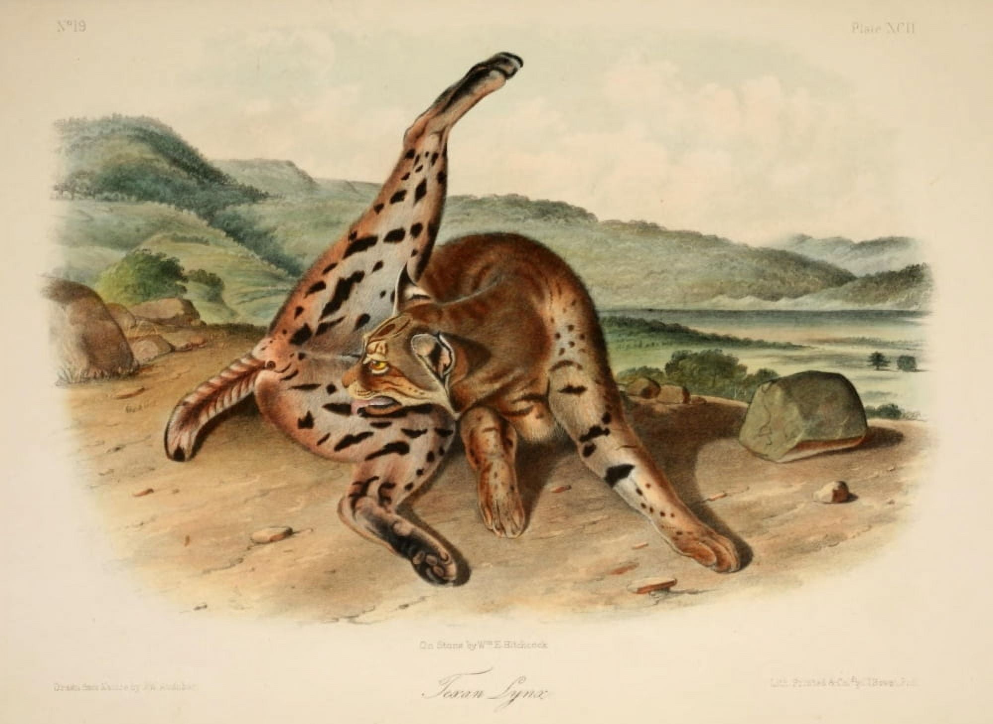 Quadrupeds of N America 1851 Texan Lynx Canvas Art - JW Audubon (24 x 36)