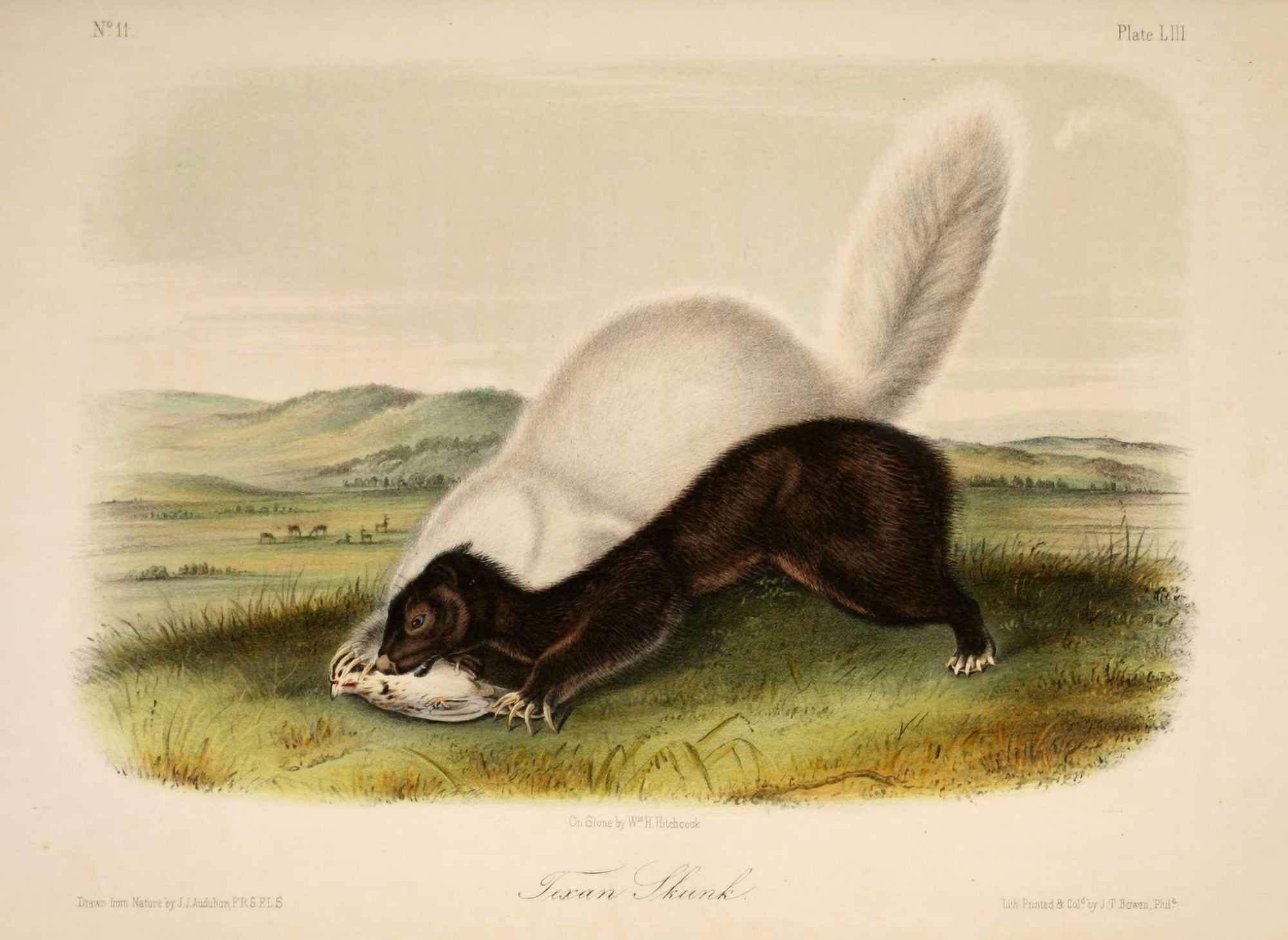 Quadrupeds of N America 1851 Texan Skunk Canvas Art - JJ Audubon (18 x 24)
