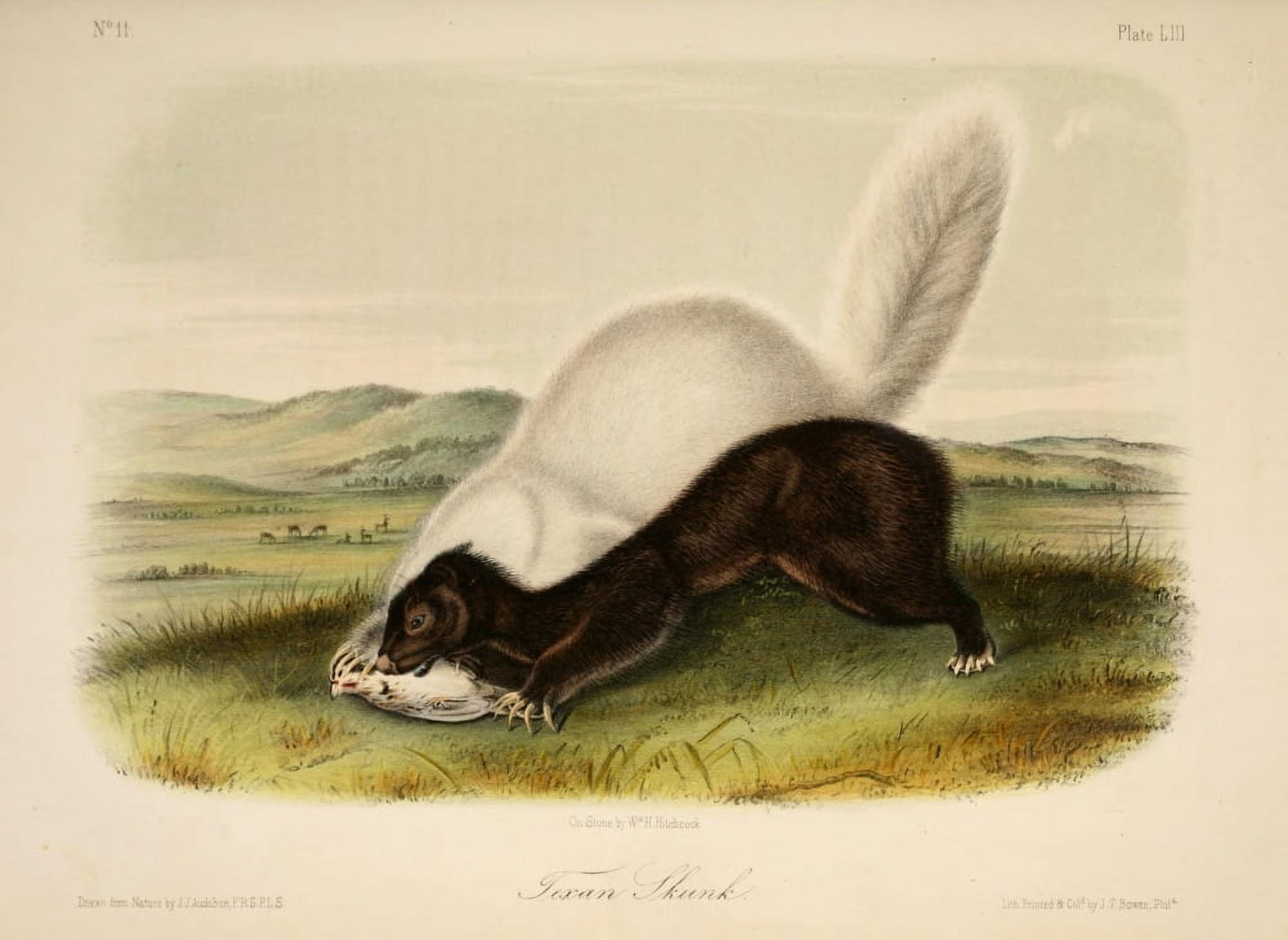 Quadrupeds of N America 1851 Texan Skunk Canvas Art - JJ Audubon (24 x 36)