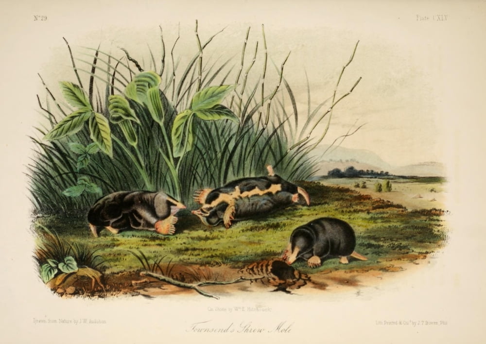Quadrupeds of N America 1851 Townsends Shrew Mole Canvas Art - JW Audubon (24 x 36)