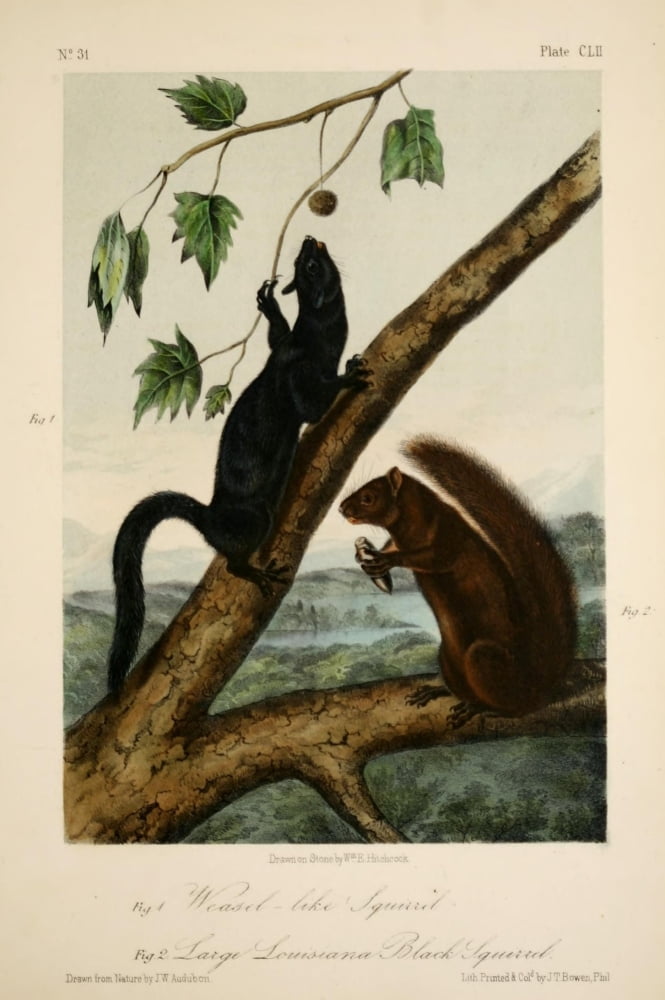 Quadrupeds of N America 1851 Weasel-like Squirrel Canvas Art - JW Audubon (18 x 24)