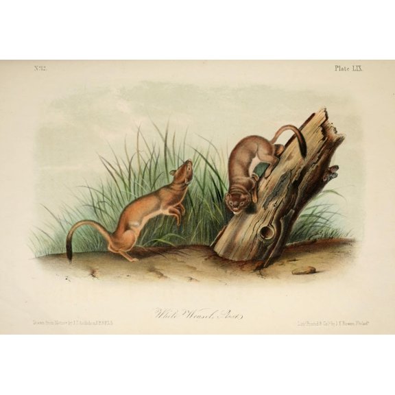 Quadrupeds of N America 1851 White Weasel Stoat Canvas Art - JJ Audubon (18 x 24)