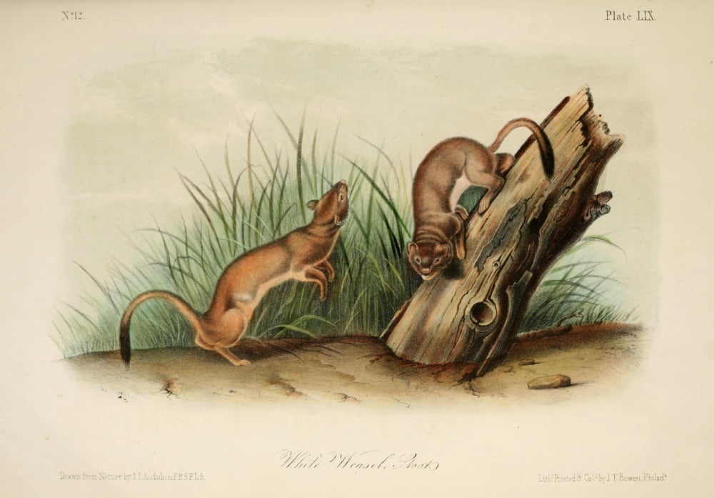 Quadrupeds of N America 1851 White Weasel Stoat Canvas Art - JJ Audubon (24 x 36)