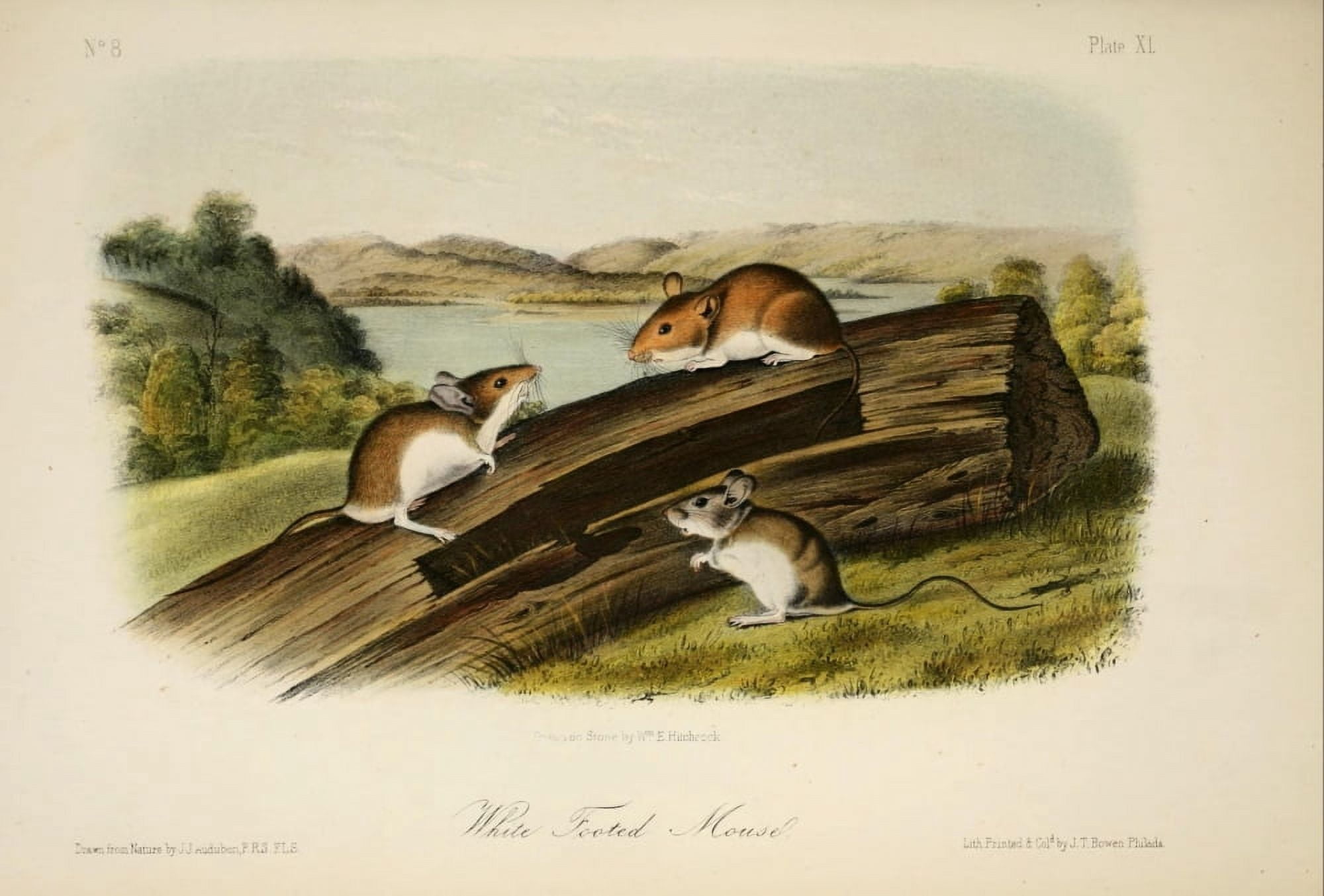 Quadrupeds of N America 1851 White-footed Mouse Canvas Art - JJ Audubon (18 x 24)