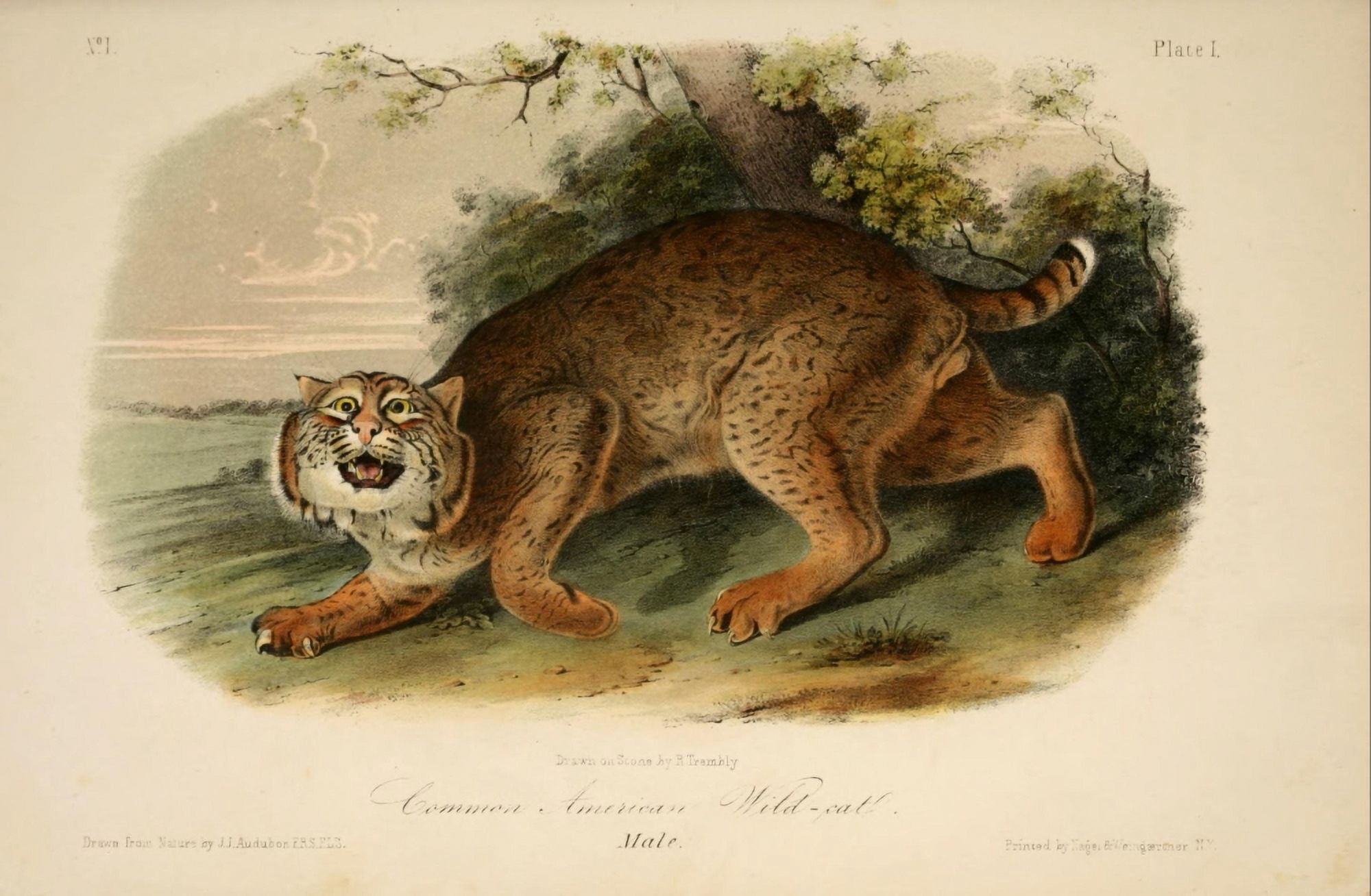 Quadrupeds of N America 1851 Wildcat Canvas Art - JJ Audubon (18 x 24)