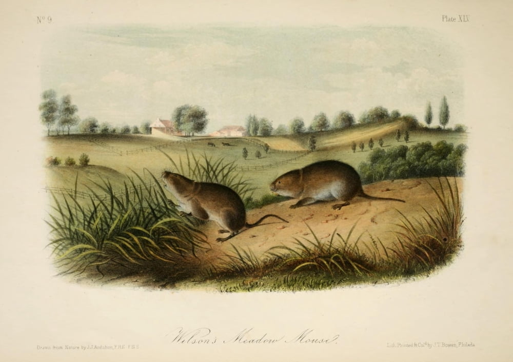 Quadrupeds of N America 1851 Wilsons Meadow Mouse Canvas Art - JJ Audubon (18 x 24)