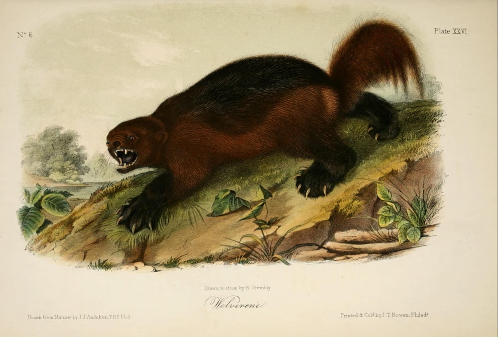 Quadrupeds of N America 1851 Wolverine Canvas Art - JJ Audubon (24 x 36)