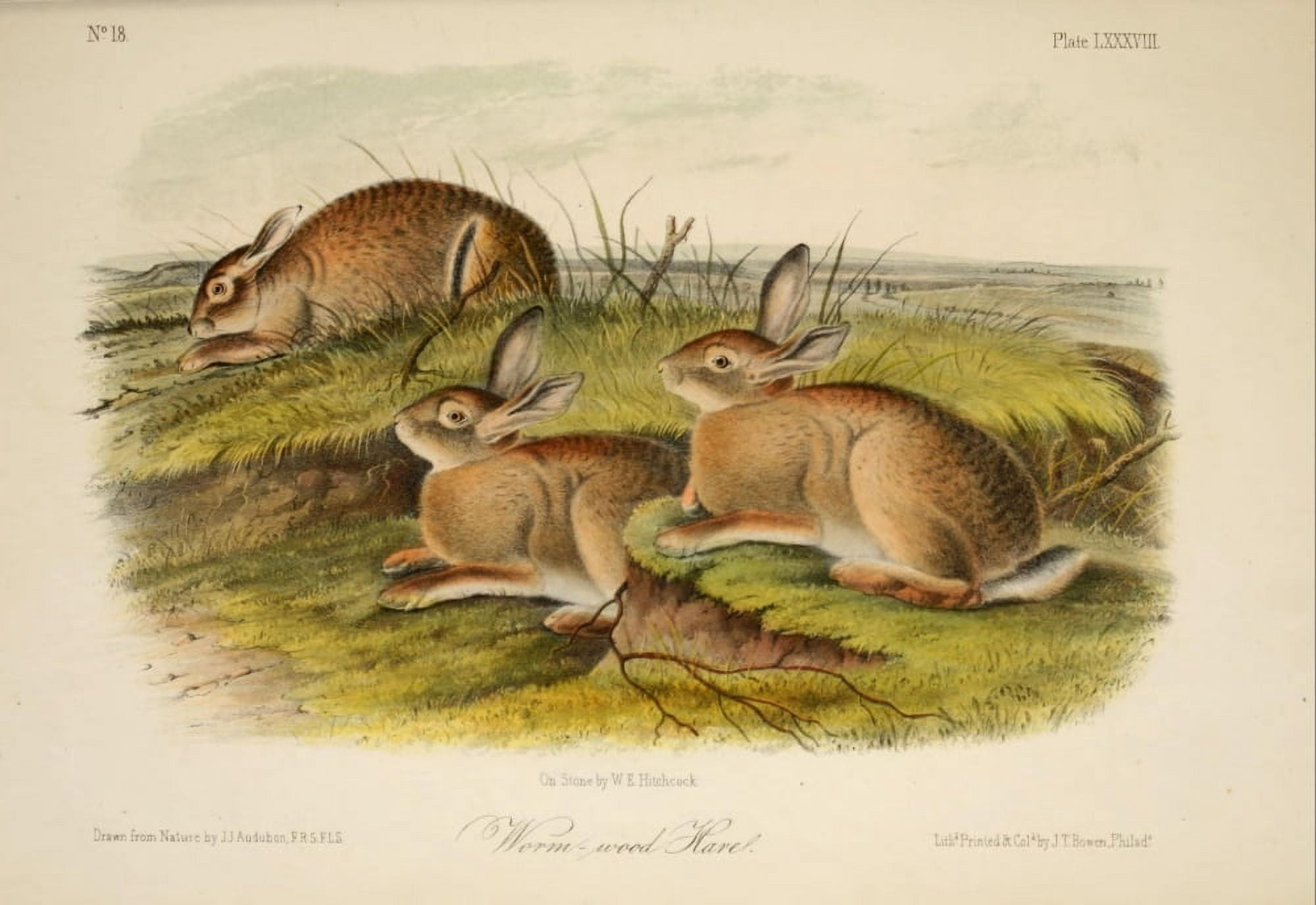 Quadrupeds of N America 1851 Wormwood Hare Canvas Art - JJ Audubon (18 x 24)