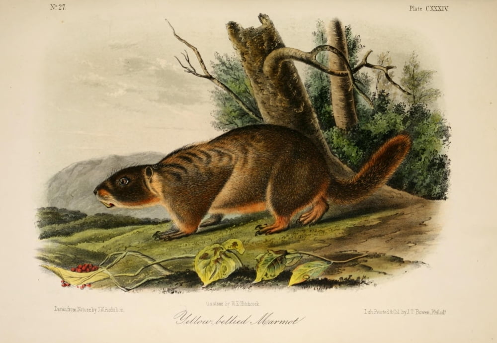 Quadrupeds of N America 1851 Yellow-bellied Marmot Canvas Art - JW Audubon (24 x 36)