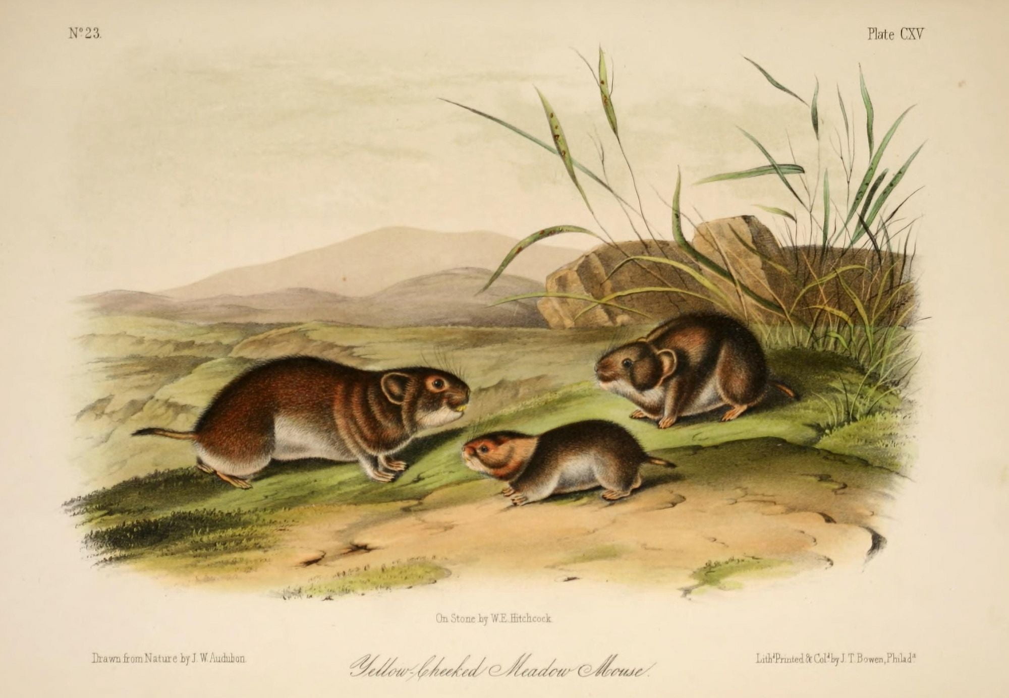 Quadrupeds of N America 1851 Yellow-cheeked Meadow Mouse Canvas Art - JW Audubon (18 x 24)