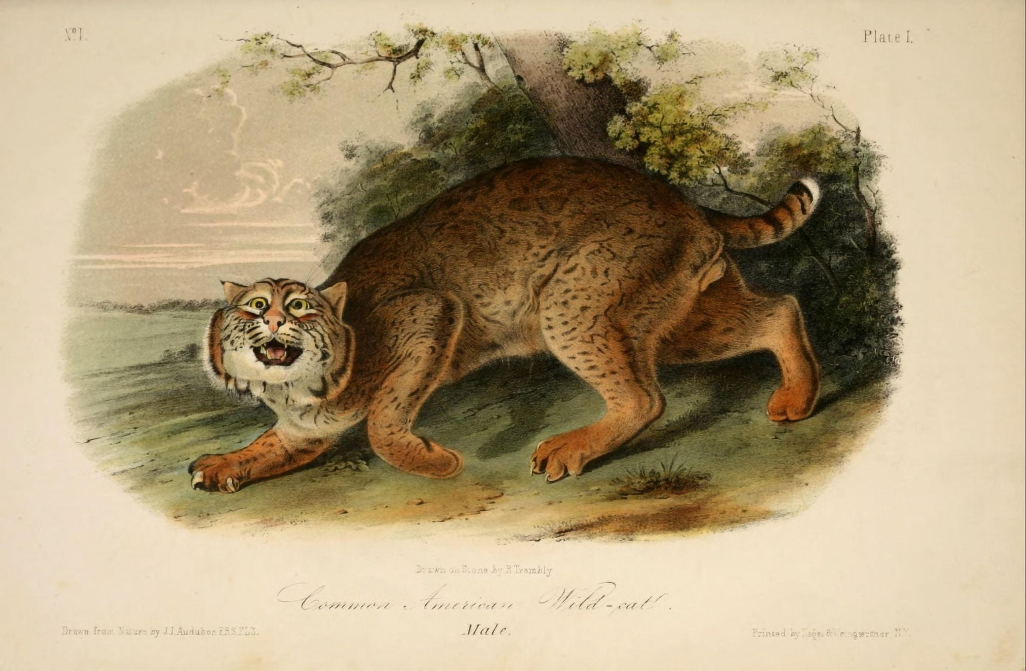 Quadrupeds of North America 1851 American Wild-cat Canvas Art - JJ Audubon (18 x 24)