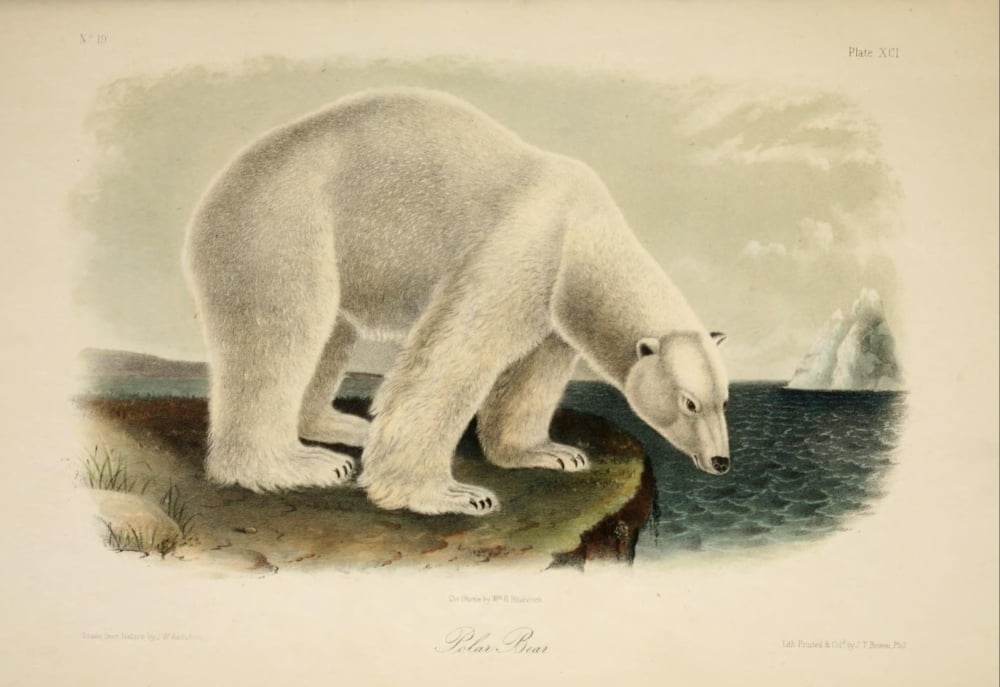 Quadrupeds of North America 1851 Polar Bear Canvas Art - John James Audubon (24 x 36)
