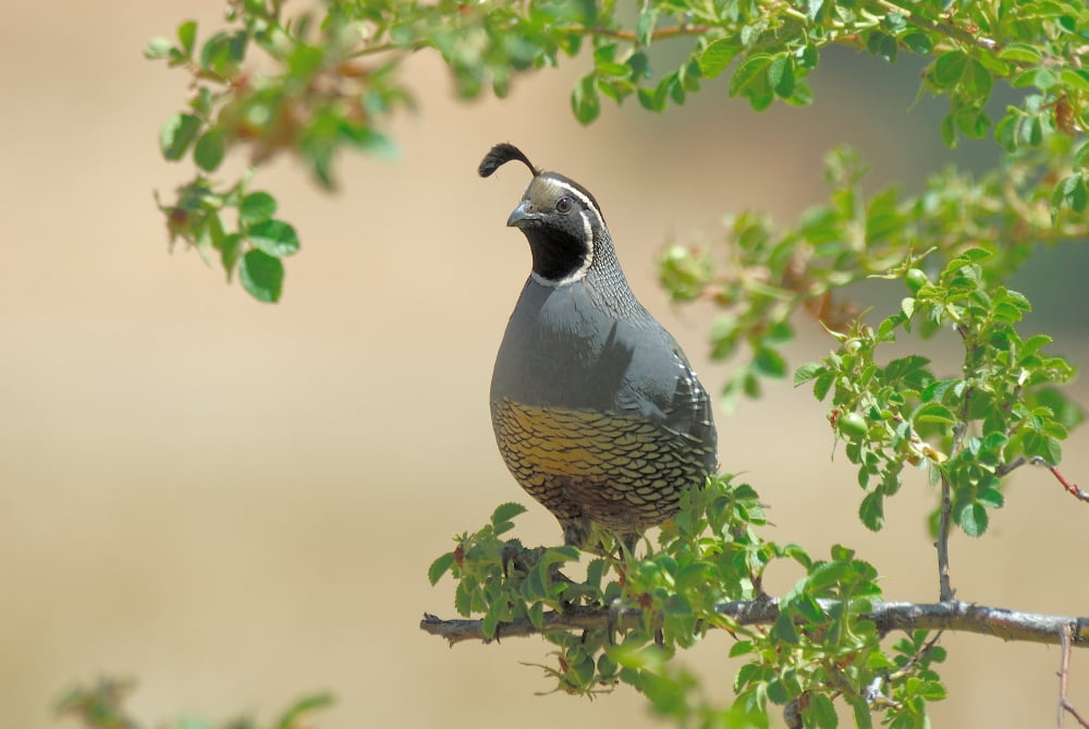 Quail Canvas Art - Jerome Andrews (26 x 18)