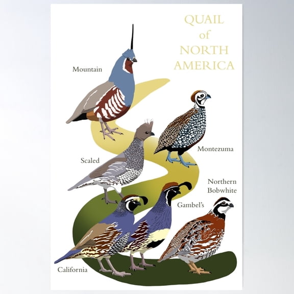 Quail Of North America (With Text) Poster Wall Art, Modern Wall Decor For Living Room Bedroom, 16x24 UNFRAMED