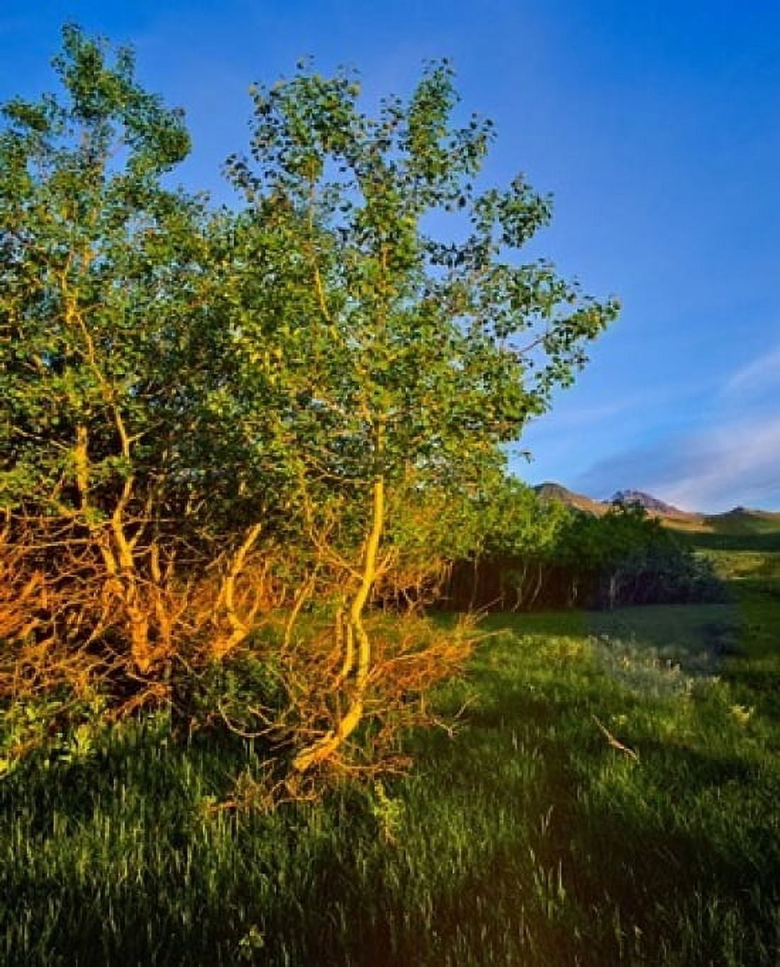 Quaking Aspen Grove along the Rocky Mountain Front in Waterton Lakes National Park Alberta Canada Canvas Art - Chuck Haney DanitaDelimont (15 x 19)