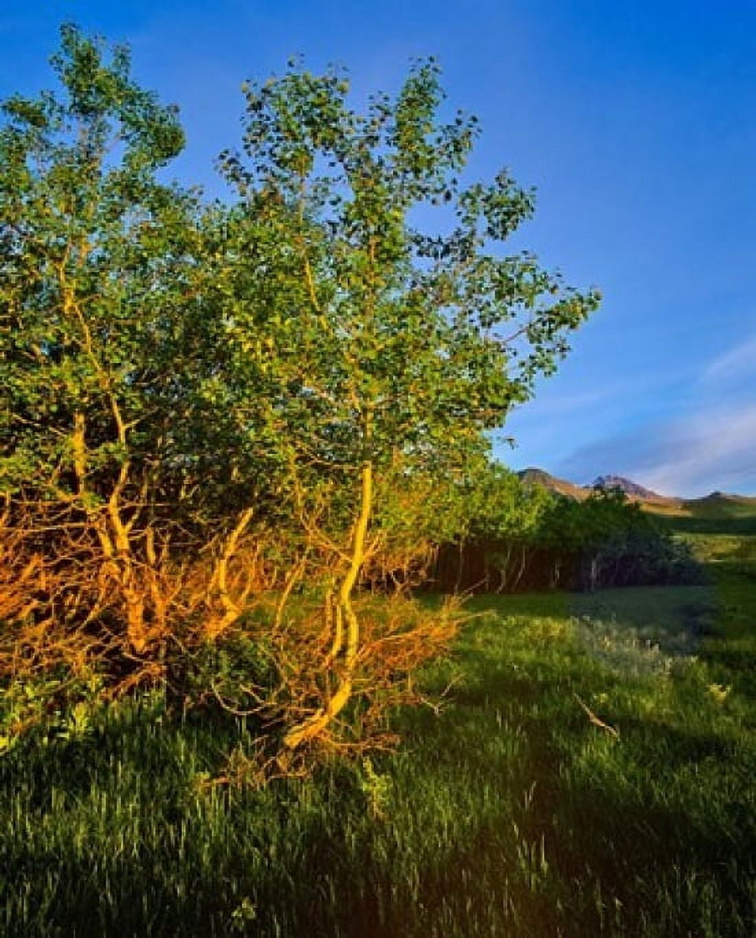 Quaking Aspen Grove along the Rocky Mountain Front in Waterton Lakes National Park Alberta Canada Canvas Art - Chuck Haney DanitaDelimont (30 x 38)