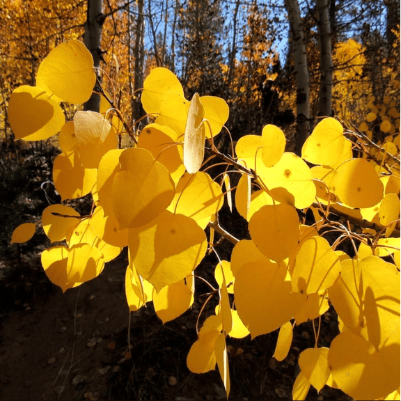 Quaking Aspen Plant Live for Planting, Quaking Aspen Tree Seedlings, Populus Tremuloides, Autumn Color, Shade Tree, 6 to 8 InchTall, 5 Inch Pot