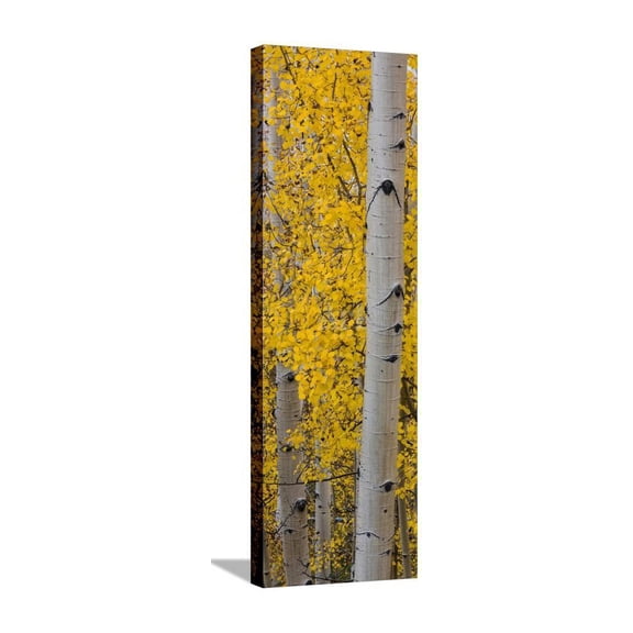 Quaking Aspen Populus Tremuloides Tree, Boulder Mountain, Dixie National Forest, Utah, USA, Botanical Stretched Canvas Wall Art Sold by Art.Com