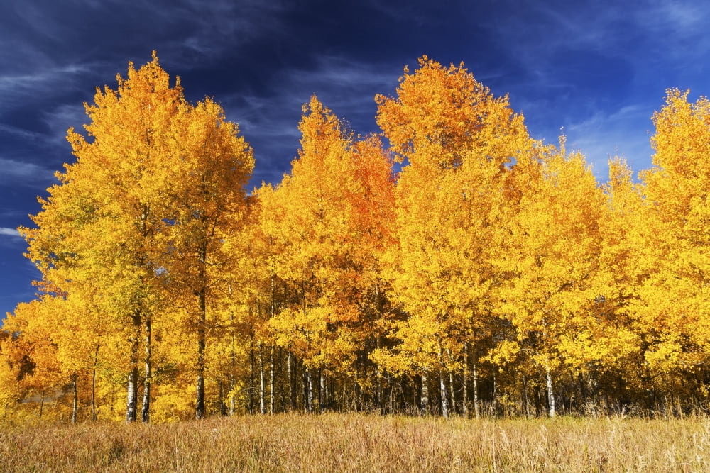 Quaking Aspen (Populus tremuloides) in autumn colours Grand Teton National Park Wyoming United States of America Canvas Art - Ronald Phillips Design Pics (38 x 24)