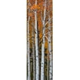 thumbnail image 1 of Quaking Aspen (Populus tremuloides) trees, Boulder Mountain, Dixie National Forest, Utah, USA Poster Print (6 x 18), 1 of 1