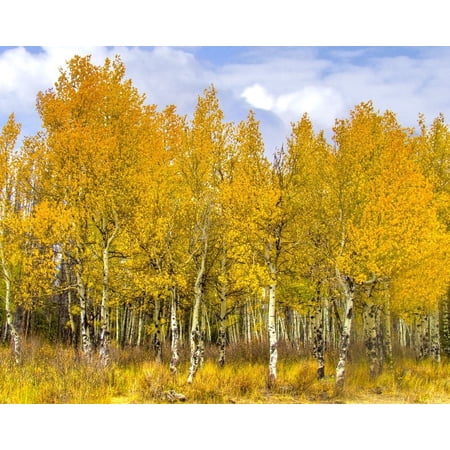 Set 2 Quaking Aspen Trees Live Plant 2–3 ft Tall, Populus Tremuloides Bare Root Tree for Outdoor Planting, Landscape Tree