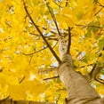 thumbnail image 1 of Brighter Blooms - Quaking Aspen Tree, 3-4 ft. - No Shipping to AK, AZ, HI, 1 of 5