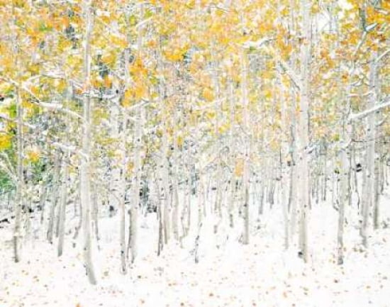 Quaking Aspens Canvas Art - Shelley Lake (22 x 28)