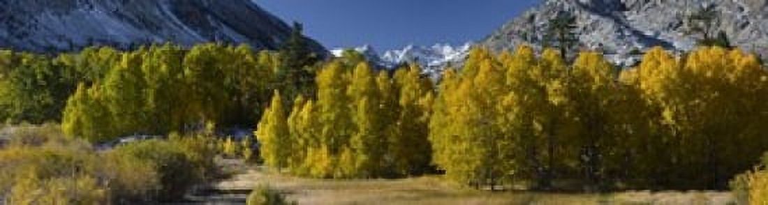 Quaking aspens (Populus tremuloides) in autumn Californian Sierra Nevada Bishop California USA Canvas Art - Panoramic Images (21 x 6)