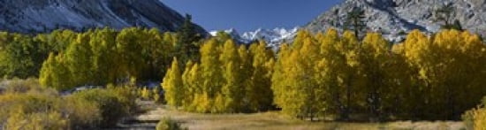 Quaking aspens (Populus tremuloides) in autumn Californian Sierra Nevada Bishop California USA Canvas Art - Panoramic Images (42 x 12)