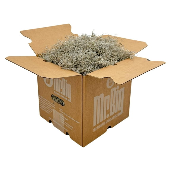 Quality Growers - Mr. Big Fresh Spanish Moss (The Plumper Spanish Moss) - Crafts, Home Decor, Art, Design & DIY Projects - Non-Toxic - Made in USA - Natural, Box