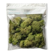 Quality Growers Preserved Reindeer Moss 108.5 Cubic Inches-Spring Green