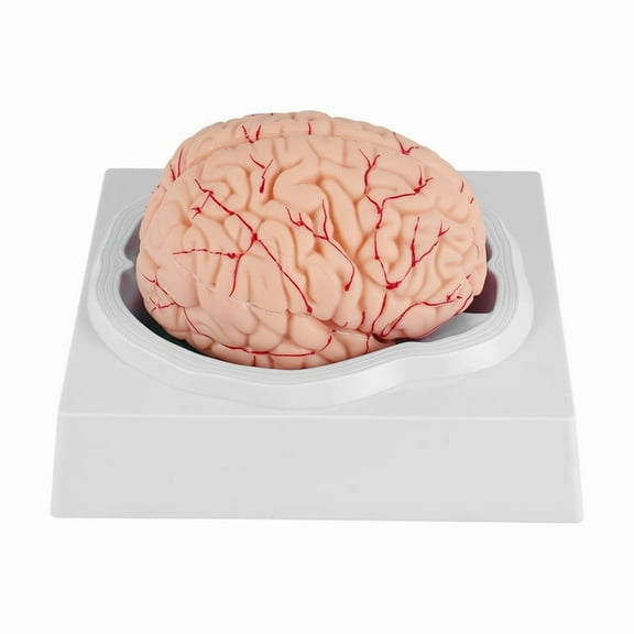 Quaqdae Human Brain,Life Size Human Brain Anatomy Model with Display Base, for Science Classroom Study & Teaching Display B