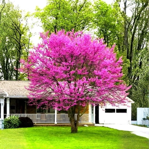 Redbud Seedlings
