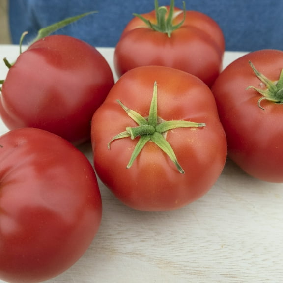 Quarter Century Tomato Seeds - 4 Oz ~27200 Seeds - Non-GMO, Heirloom - Vegetable Garden - Solanum lycopersicum