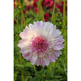 thumbnail image 1 of Que Sera Anemone Flowering Dahlia - #1 Size Root Clump - New, 1 of 4